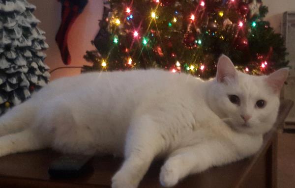 /Images/uploads/Cat Welfare Association/catwelfare2019calendarcontest/entries/6896thumb.jpg